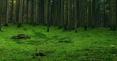 Green moss forest floor with trees Stock Footage 106095400