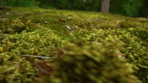 Green moss in the forest Stock Footage 101128442