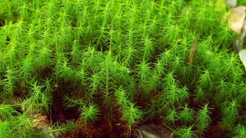 Green moss in the forest 库存影片 150483950