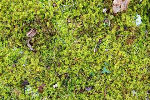 Green Moss on Forest Ground Background Stock Photos