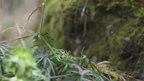 Green moss on forest ground with soft natural light Stock Footage 323470762