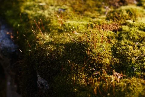 Green moss in the forest Stock Photos