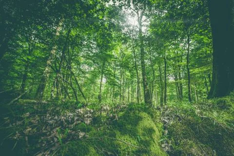 Green moss in a forest Stock Photos