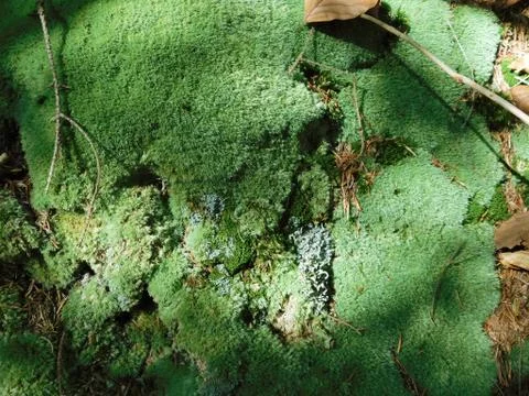 Green moss in forest Stock Photos