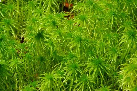 Green moss in forest. Foto stock