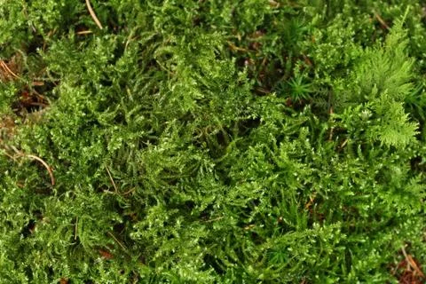 Green moss in the forest Foto stock