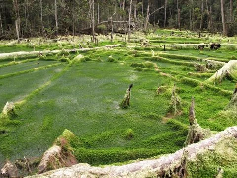 Green moss in the forest Stock Photos