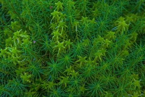 Green moss in the forest Foto stock