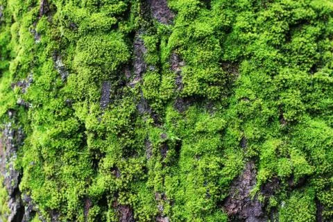 The Green Moss on the Forest Tree 写真素材