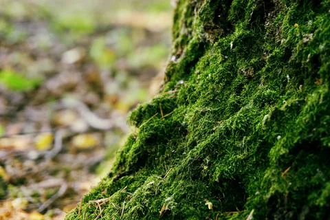 Green moss in the forest on the trunk of a tree. Moss close-up Stock Photos