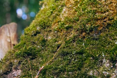 Green moss in the forest on the trunk of a tree. Stock Photos