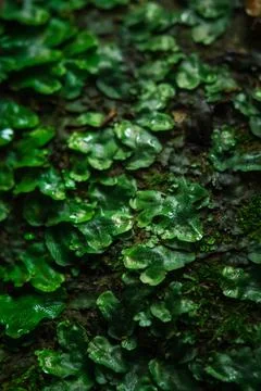 Green moss in the form of algae on the stone. Green moss on the stone. Stock Photos