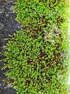 Green moss generated on a concrete surface Stock Photos