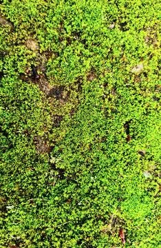 Green moss generated at the root of a tree Stock Photos