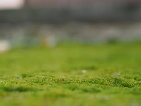 Green moss like grass. Macro. Space green moss Stock Photos