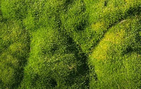 Green moss grass Foto stock
