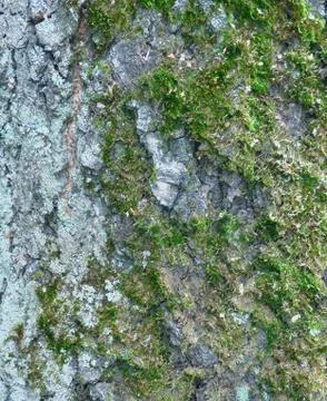 Green moss on gray bark. Stock Photos