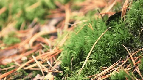 Green moss on the ground in an autumn park Stock Footage 80984953