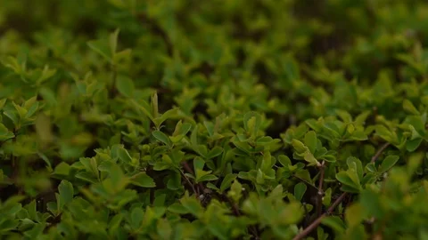 Green moss on the ground Stock Footage 128453067