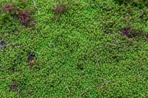 Green moss on the ground in the forest Stock Photos