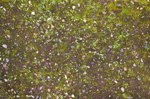 Green moss on the ground 写真素材