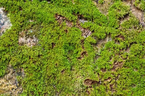 Green moss on the ground Foto stock