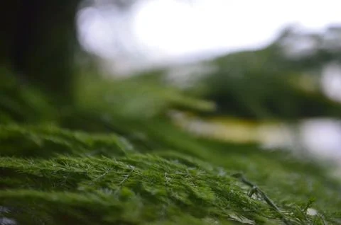 Green moss on the ground Stock Photos