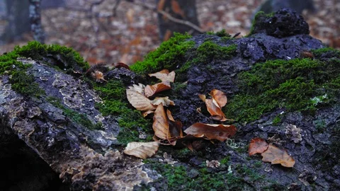Green Moss Growing On The Bark Stock Footage 129668036