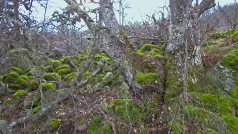 Green moss growing on bark of a tree trunk. Green moss covered the stones and Stock Footage 189878472