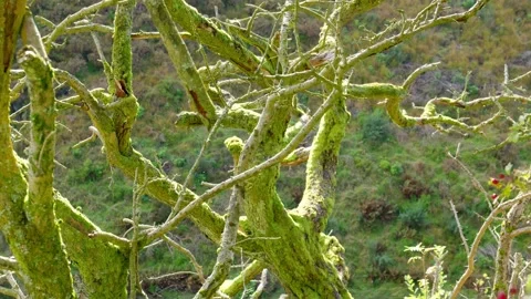 Green moss growing on the branches of a tree. Bathed in warm sunlight on a .. Видео 261053355