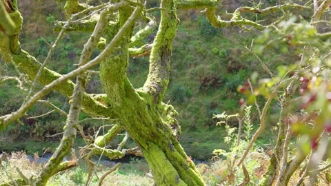 Green moss growing on the branches of a tree. Bathed in warm sunlight on a .. Vidéo 261053486