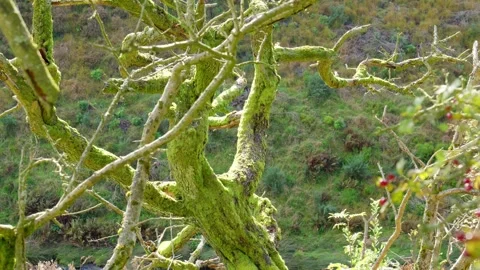Green moss growing on the branches of a tree. Bathed in warm sunlight on a .. Vidéo 261053523