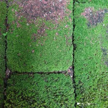 Green moss growing on bricks Stock Photos