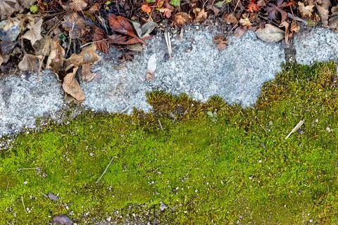 Green moss growing on concrete separating autumn leaves Stock Photos