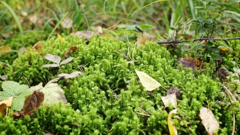 Green moss growing on forest floor with autumn leaves Video stock 311320089