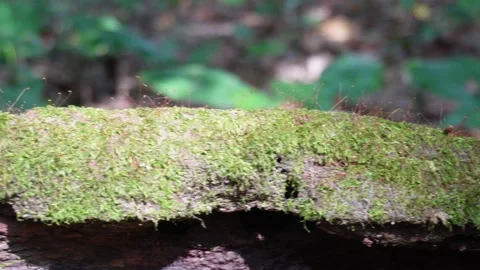 Green Moss Growing on Forest Log Stock-Footage 329389391