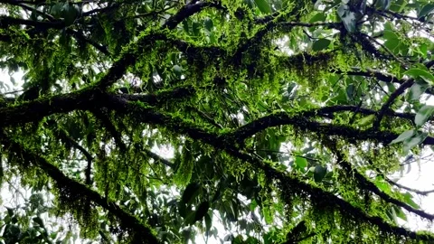 Green moss growing in the forest on trees. Sunlit green moss. Stockbeeldmateriaal 314629020