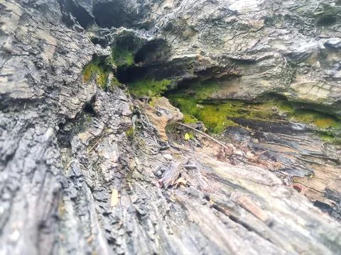 Green Moss Growing Inside Decaying Tree Wood Stock Photos