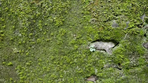 Green moss growing on old stone wall in European street in small village Stock Footage 289677395