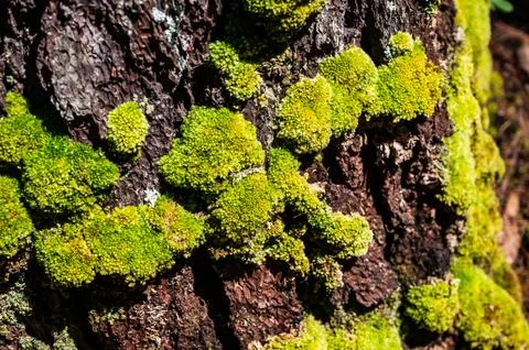 Green moss is growing at the root of the tree. Moss texture in nature for w.. Stock Photos