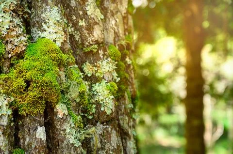 Green moss is growing at the root of the tree. Moss texture in nature for w.. Stock Photos