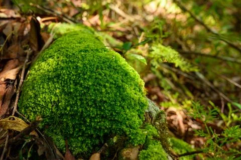 Green moss is growing at the root of the tree. Moss texture in nature for w.. Stock Photos