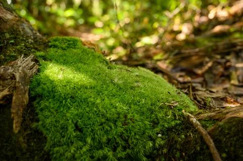 Green moss is growing at the root of the tree. Moss texture in nature for w.. Stock Photos