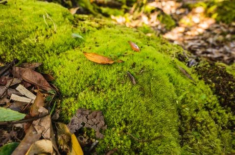 Green moss is growing at the root of the tree. Moss texture in nature for w.. Stock Photos