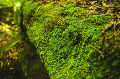 Green moss is growing at the root of the tree. Moss texture in nature for w.. Stock Photos
