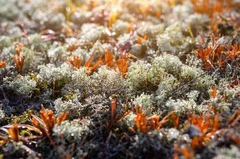 Green moss is growing at the root of the tree. Moss texture in nature for w.. Stock Photos