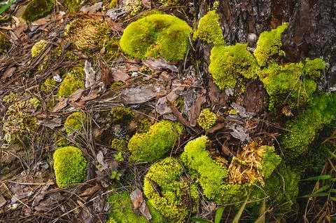 Green moss is growing at the root of the tree. Moss texture in nature for w.. Stock Photos