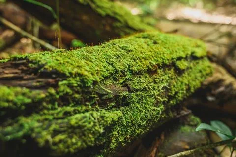 Green moss is growing at the root of the tree. Moss texture in nature for w.. Stock Photos