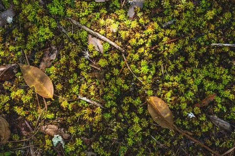 Green moss is growing at the root of the tree. Moss texture in nature for w.. Stock Photos