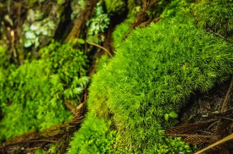 Green moss is growing at the root of the tree. Moss texture in nature for w.. Stock Photos